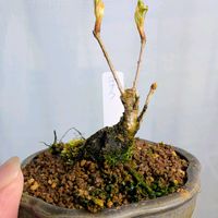 コナラ,盆栽,ミニ盆栽,盆栽苗木,まめ盆栽の画像