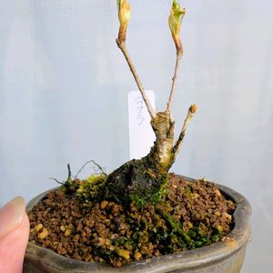 コナラ,盆栽,ミニ盆栽,盆栽苗木,まめ盆栽の画像