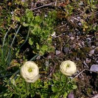 ラナンキュラス　ラックス,薔薇(テアトロ),GSアダルトチーム,おうち園芸,チーム岐阜の画像