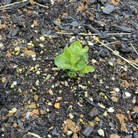 キキョウ,キキョウ,庭の画像