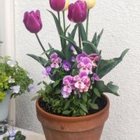 アリッサム,チューリップ,パンジー・ビオラ,ビオラ,春の花の画像
