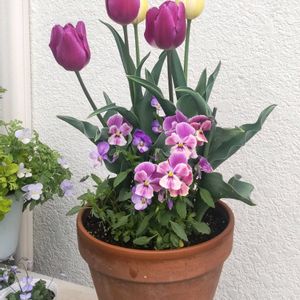 アリッサム,チューリップ,パンジー・ビオラ,ビオラ,春の花の画像