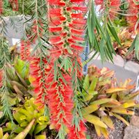 ブラシの木,函館市熱帯植物園の画像