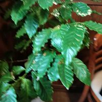 コーヒーの木の画像