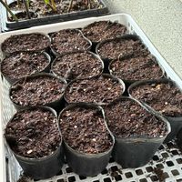 コキア,ハイビスカスローゼル,こぼれ種,種蒔きの画像