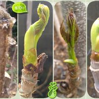 たらの芽,タラノメ,芽吹き,山菜,SDGsの画像