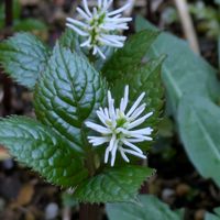 ヒトリシズカ,かわいい,山野草,かわいいな♡,美しいの画像