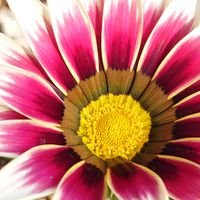 ガザニア,おうち園芸,2026年,ベランダの画像