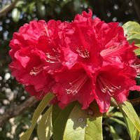シャクナゲ,シャクナゲ,リキュウバイ,花桃,花桃の画像