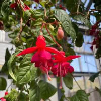 フクシアの画像