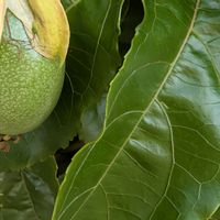 パッションフルーツの画像