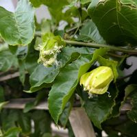 パッションフルーツの画像