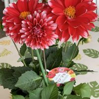 ダリア,赤い花の画像