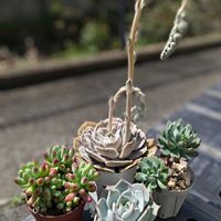 乙女心,ブルーエルフ,マーブル 錦,テイロサ,多肉植物の画像