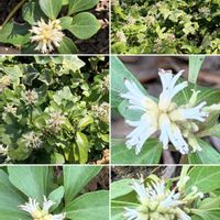 フッキソウ,グランドカバー,山野草,外出先,コラージュ仲間達の画像