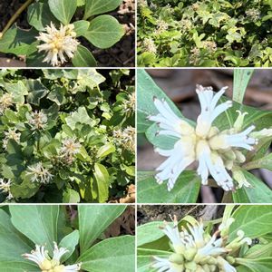 フッキソウ,グランドカバー,山野草,外出先,コラージュ仲間達の画像