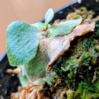 コウモリラン,ビカクシダ,コウモリラン・ビカクシダの画像