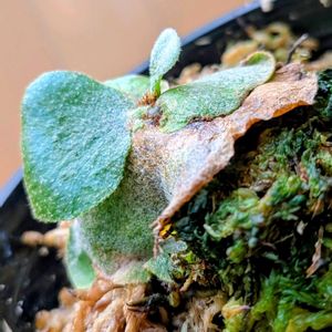 コウモリラン,ビカクシダ,コウモリラン・ビカクシダの画像