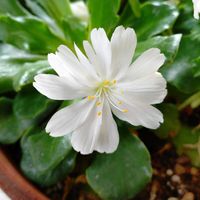 レウィシア,レウィシア,リビング,咲いてくれてありがとう❤,白い花♡の画像