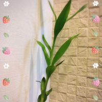 ミリオンバンブー,今日のお花,札幌からの画像