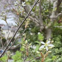 ハナニラ,カサブランカ,ジューンベリー,スノーフレーク,かわいいな♡の画像