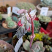 桃美人,多肉植物の画像