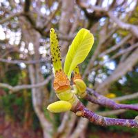 コナラ,イロハモミジ,櫟(クヌギ),白木蓮（はくもくれん）,花梨（かりん）の画像