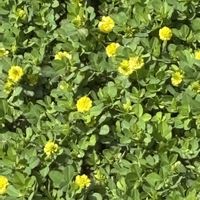 ラッキークローバー,花のある暮らし,愛媛県,庭の画像