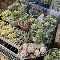 いろいろ多肉,葉挿しいろいろ,寄せ植え,多肉植物,葉挿しの画像