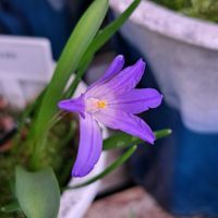 チオノドクサ,ムスカリ,今日は寒い,次々と開花,ベランダの画像