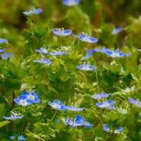 オオイヌノフグリ,野草,青い花,季節の花,綺麗の画像