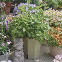 ヒューケラ,ヒューケラ　ウィンターベリー,ハルディン,PR,ハルディンこだわりのヒューケラの画像