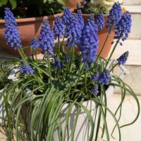 ハナニラ,チューリップ,ムスカリ,十二単,可愛いの画像