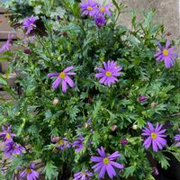 ブラキカムの画像