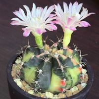 緋牡丹錦,開花,サボテン科,ジャングル化計画,ギムノカリキウム 緋牡丹錦の画像