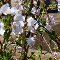 ユスラウメ,ユスラウメの画像