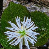 イカリソウ,ニリンソウ,ハナイカダ,ヒトリシズカ,エンレイソウの画像