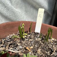 裏庭,植木鉢,プランタ菜園,家庭菜園の画像