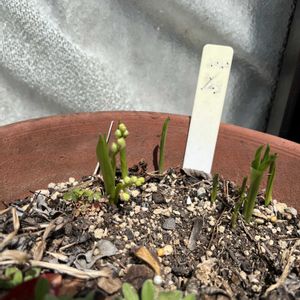 裏庭,植木鉢,プランタ菜園,家庭菜園の画像