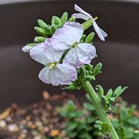 キュウリグサ,大根,芝桜,感謝を込めての画像
