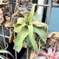 エアープランツ/チランジア,庭の画像