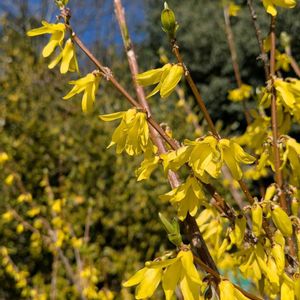 レンギョウ,連翹,雑草,山野草,野草の画像