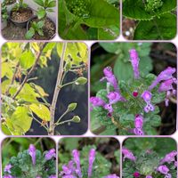 仏の座(ホトケノザ),さくらんぼの実,紫陽花  春風のマーチ,挿し木,自宅の庭の画像