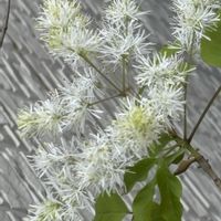 アオダモ,白い花,中庭の画像