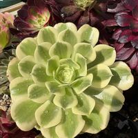 キウイ,夕映え,夕映え,アドニス,アドニスの画像