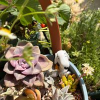 ヒューケラ,カルメナエ,ディスタント・ドラムス,ダールベルグ・デージー,ヒューケラドルチェ　メープルファッジの画像