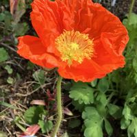 サクラ,チューリップ,ポピー,ムスカリ,原種チューリップの画像