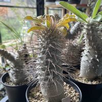 パキポディウム,パキポディウム・ナマクアナム　,ユーフォルビア属,ブーファン・ハエマンソイデス,ユーフォルビア デシドゥアの画像