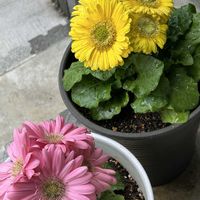 ガーベラ,玄関アプローチの画像