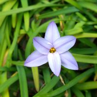 ハナニラ,ニラ,白い花,好きな色,青い花の画像